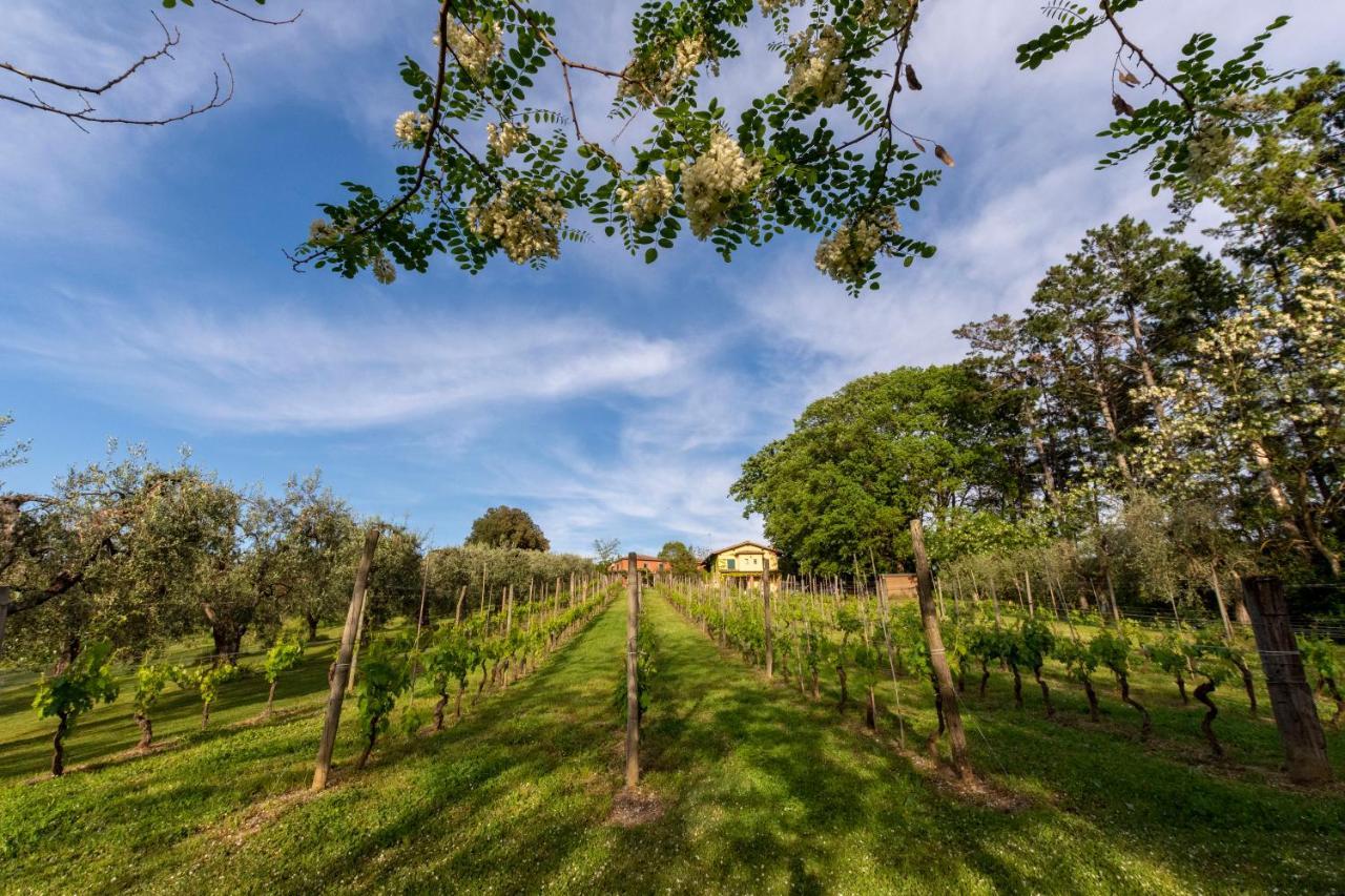 Podere Sant'Antonio Fauglia Exteriör bild