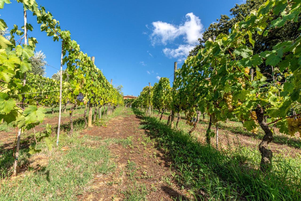 Podere Sant'Antonio Fauglia Exteriör bild