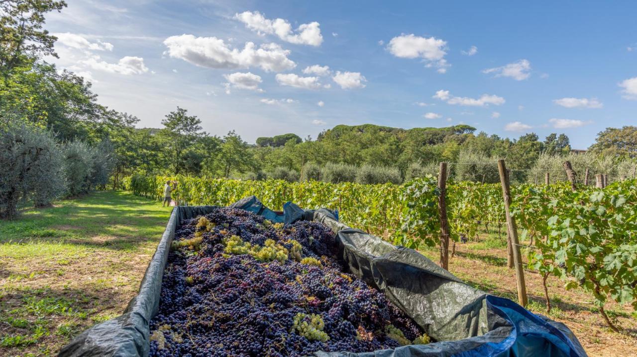 Podere Sant'Antonio Fauglia Exteriör bild